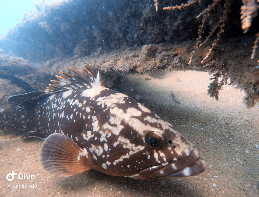 Ilha Divers