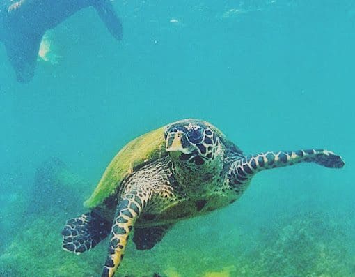 Ilhabela Acquas & Trilhas Mergulhos Passeios Hospedagem