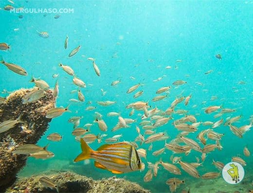 Mergulhaso Ilhabela
