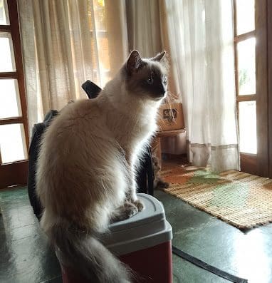 Clínica Mundo Animal