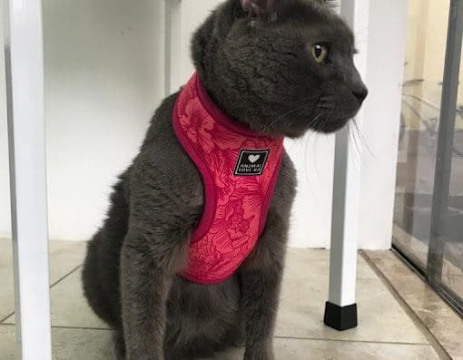 Clínica Mundo Animal