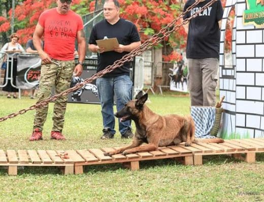 Família K9 Adestramento e Hospedagem de Cães
