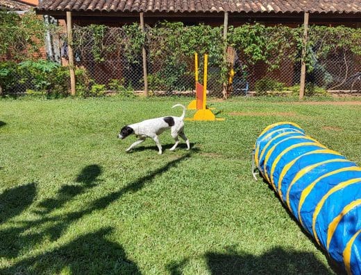Família K9 Adestramento e Hospedagem de Cães