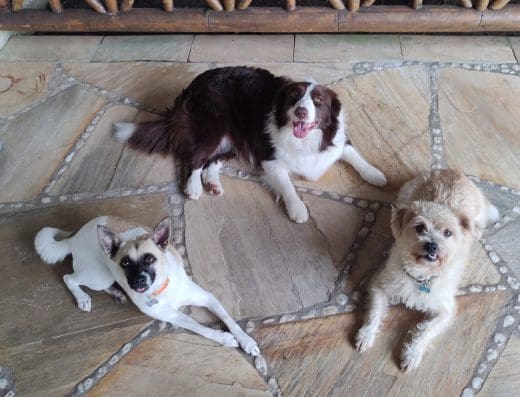 Família K9 Adestramento e Hospedagem de Cães