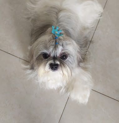 Banho e Tosa Gigi Cardim