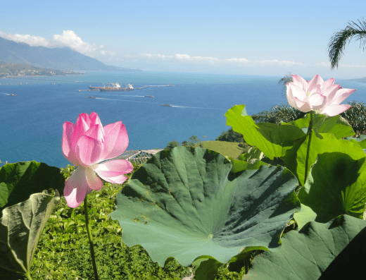 Plantae Jardins