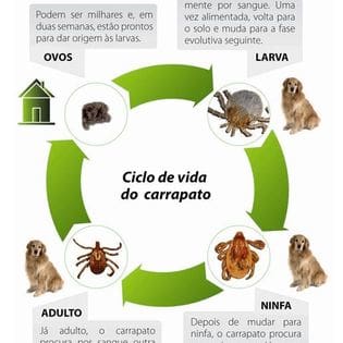Ddilha Controle de Pragas