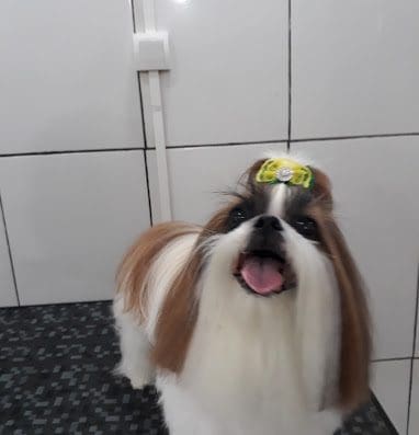 Banho e Tosa Animal
