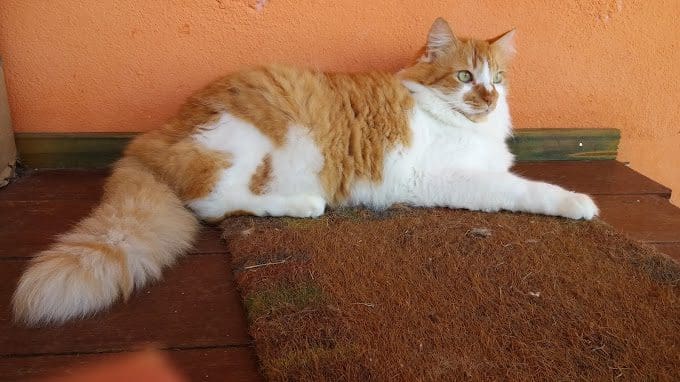 Clinica Veterinaria Dr Denis