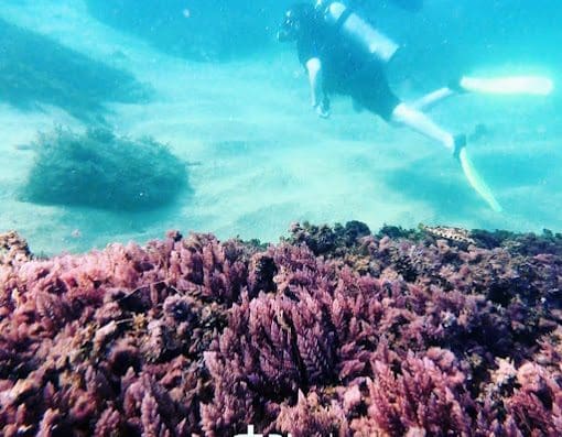 Alpha Diving Ilhabela