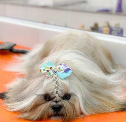 Petland Ilhabela