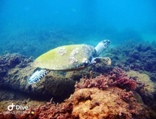 Alpha Diving Ilhabela