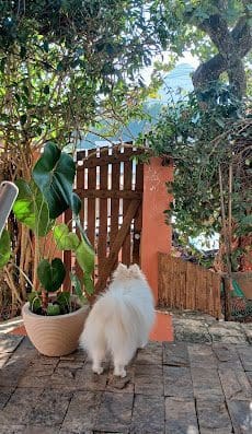 Casa Pet