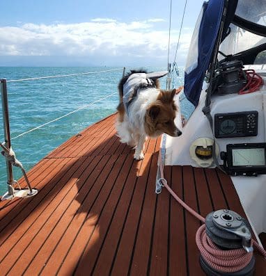 Adrenailha Ilhabela Mergulho e Vela Oceanica