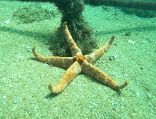 Mergulho Litoral – Ilhabela