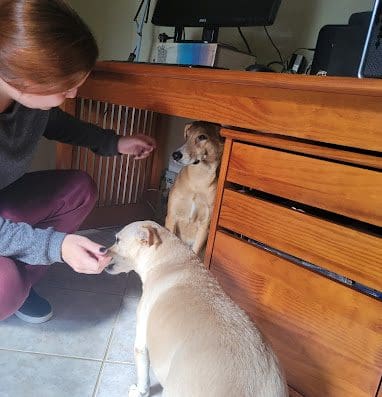 Zanoni – Atendimento Veterinário Domiciliar