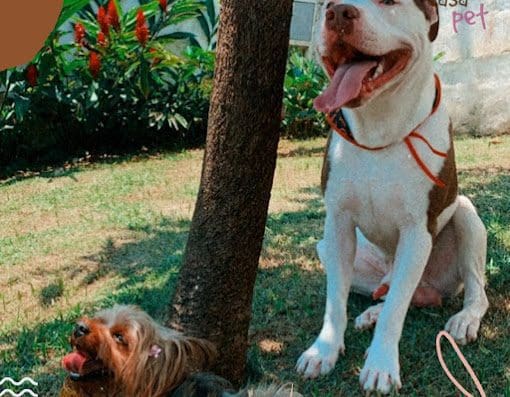 Casa Pet