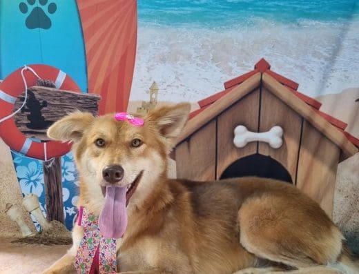 Pet Clean – Banho & Tosa