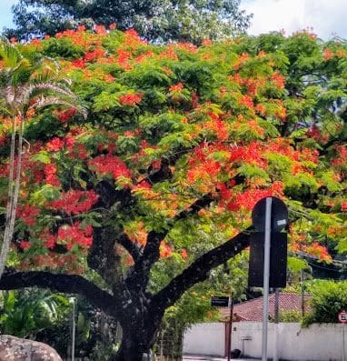 Praça da Mangueira