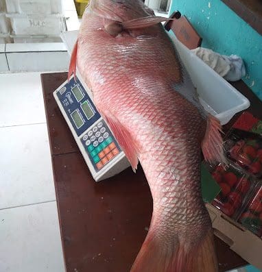 Braghini Pescados