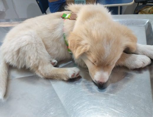 Clinica Veterinaria Dr Denis