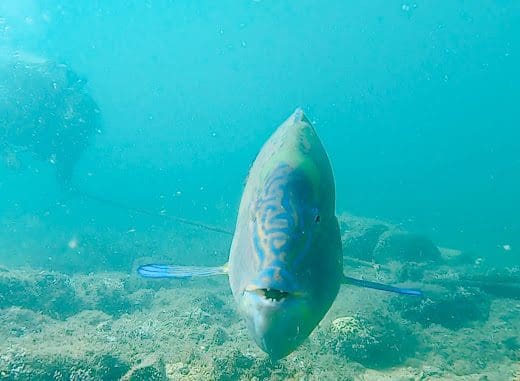 Aqualango Anjos Dive Ilhabela
