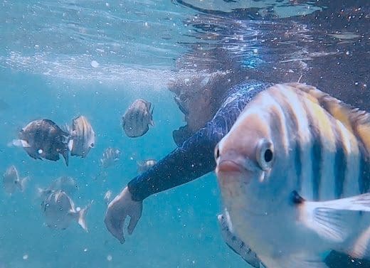 Aqualango Anjos Dive Ilhabela