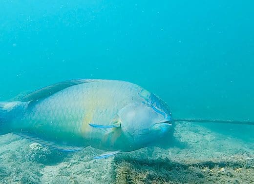 Aqualango Anjos Dive Ilhabela