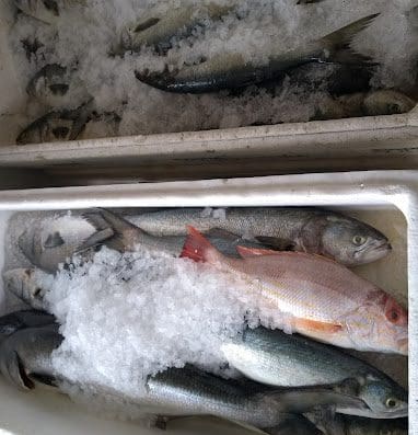 Peixaria do Camarão