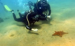 Mergulho Litoral – Ilhabela
