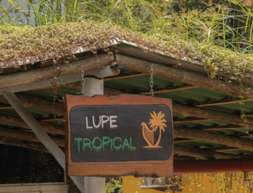 Lupe Tropical